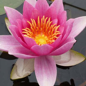 Nénuphar René Gerard - Nymphaea rené gérard - Plantes