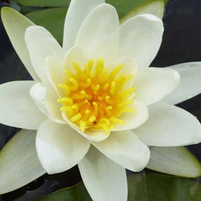 Nénuphar Richardsonii - Nymphaea richardsonii - Plantes