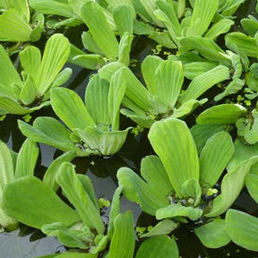 Laitue deau - Pistia stratiotes - Plantes