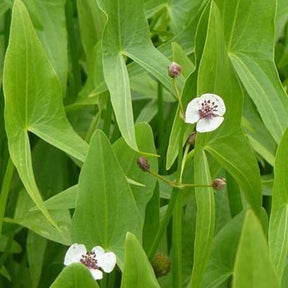 Sagittaire à feuilles en flèche Flèche d'eau - Sagittaria sagittifolia - Plantes