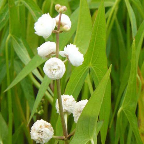 Sagittaire à feuilles en flèche et fleurs doubles - Sagittaria sagittifolia flore pleno - Plantes