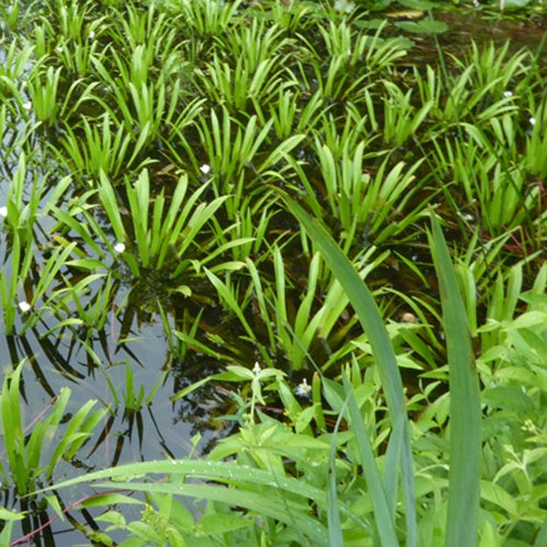 Aloès deau - Stratiotes aloides - Plantes