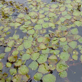 Châtaigne d'eau - Trapa natans - Plantes