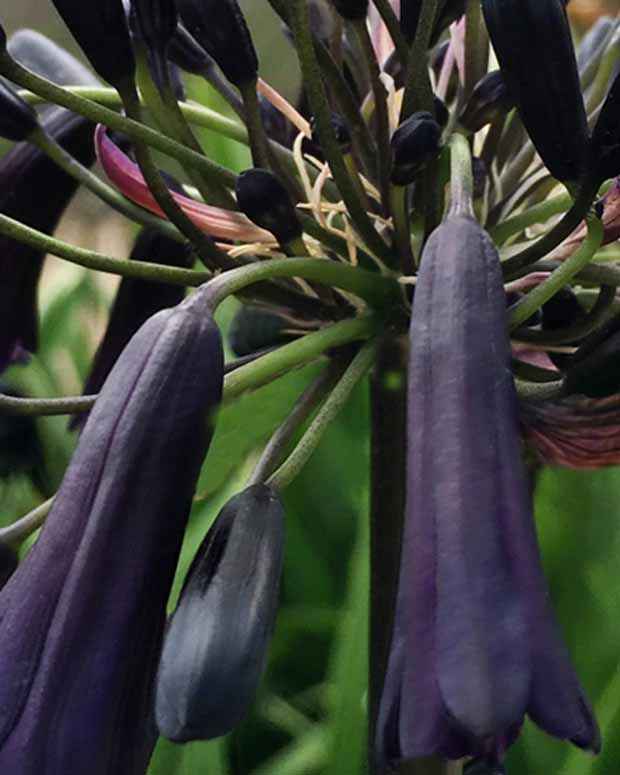 Agapanthe Black Magic - Agapanthus black magic - Plantes