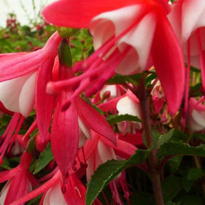 Fuchsia Lady Thumb - Fuchsia lady thumb - Plantes