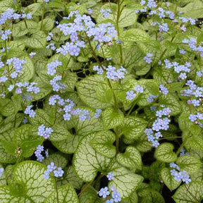 Myosotis du Caucase Jack Frost - Brunnera macrophylla jack frost