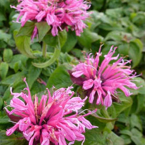 Monarde Cranberry Lace - Monarda didyma cranberry lace - Fleurs vivaces