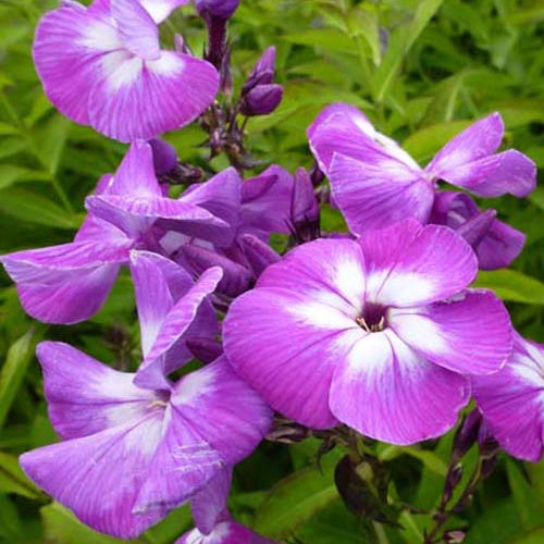 3 Phlox paniculé Laura - Phlox paniculata laura - Plantes