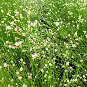 Scirpe infléchi Herbe fibre optique - Isolepis cernua - Plantes aquatiques