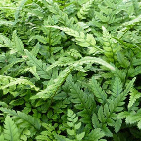 Aspidie de Corée - Fougère - Polystichum tsussimense - Fougères