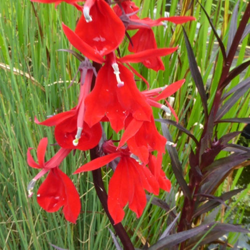 Lobelia écarlate - Lobelia cardinalis - Plantes