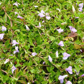 Mazus rampant - Mazus reptans - Plantes de berges