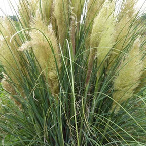 Herbe de la pampa compacte Evita - Cortaderia selloana monstruosa