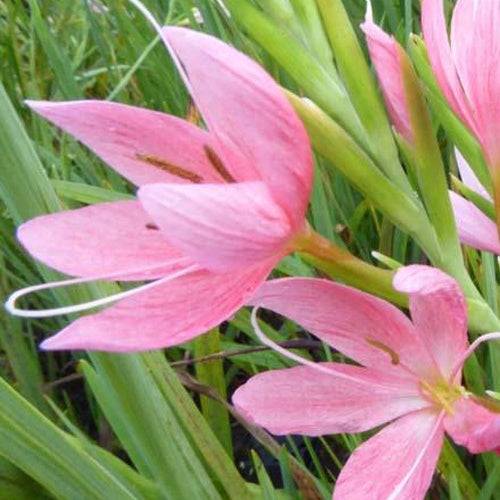 Lys des cafres Mrs Hegarty - Schizostylis coccinea 'Mrs Hegarty' - Plantes