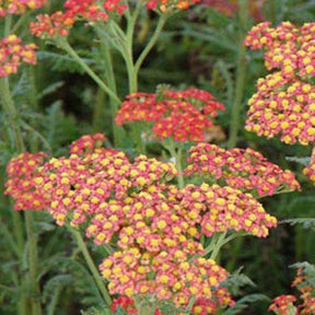 3 Achillées Water Funcke - Achillea hybride walter funcke