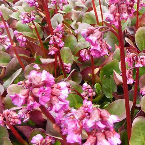 Bergénia Eroica - Bergenia cordifolia Eroica - Plantes