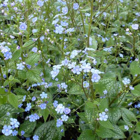 Myosotis du Caucase Alexander Great - Brunnera macrophylla alexanders great