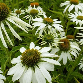 Rudbeckia pourpre Alba - Echinacea - Echinacea purpurea alba