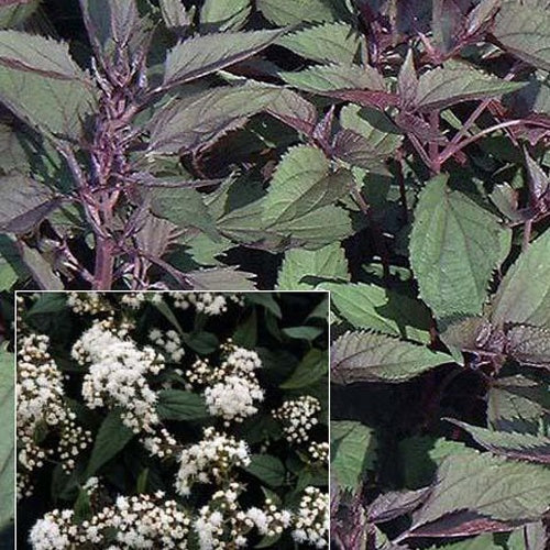 Eupatoire à feuilles molles Chocolate - Eupatorium rugosum chocolate - Plantes