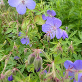 Géranium vivace Johnson's Blue - Geranium johnson's blue