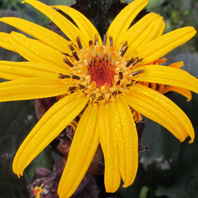 Ligulaire à feuilles dentées Pandora - Ligularia dentata pandora - Plantes