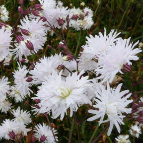 Silène fleur de coucou Petit Henri - Lychnis flos-cuculi petit henri - Plantes