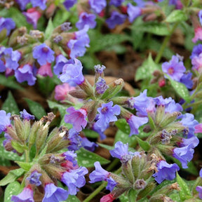 Pulmonaire Trevi Fountain - Pulmonaria trevi fountain - Plantes