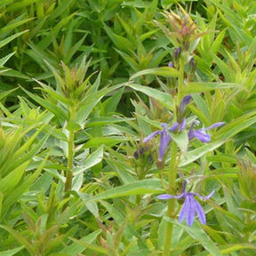 Lobélia à feuilles sessiles Lobélia vivace bleu - Lobelia sessilifolia - Plantes