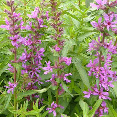 Salicaire Anceps - Lythrum salicaria ssp intermedium - Plantes