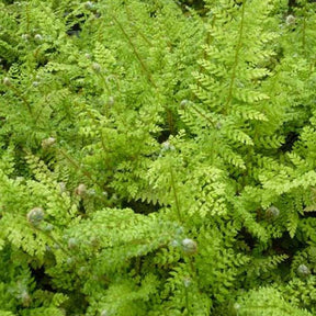 Aspidie à cils raides Herrenhausen - Fougère - Polystichum setiferum herrenhausen