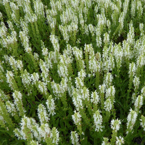 Sauge des bois Schneehügel - Salvia nemorosa schneehügel