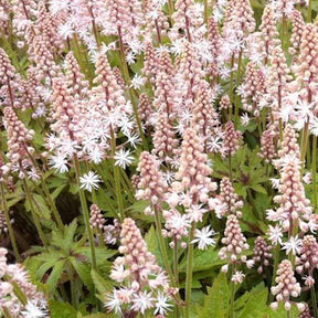 Tiarelle Pink Skyrocket - Tiarella pink skyrocket