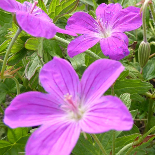 3 Géraniums lierre bicolores - Geranium palustre - Plantes vivaces