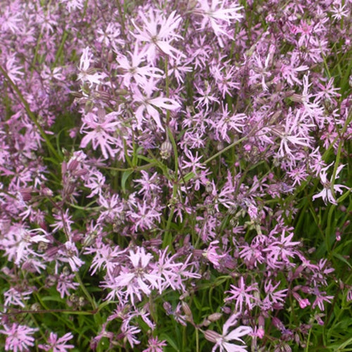 3 Lychnis flos-cuculi - Œillets des près - Lychnis flos-cuculi