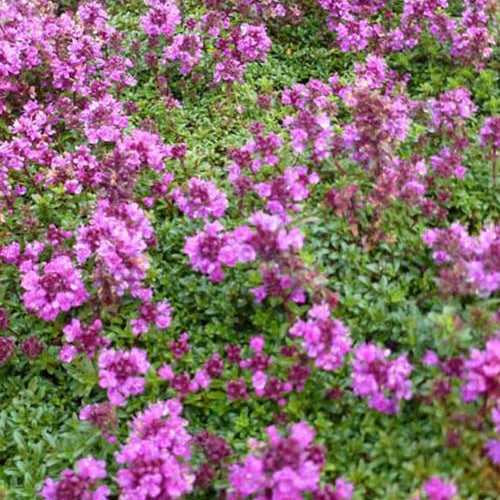 3 Thym précoce Purple Beauty - Thymus praecox purple beauty - Plantes