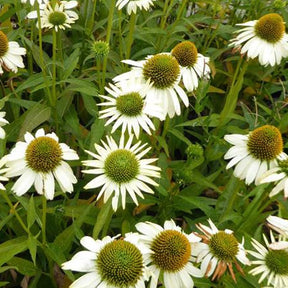 Echinacée pourpre Alaska - Echinacea purpurea alaska - Plantes