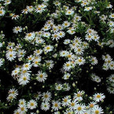 3 Astères d'automne blancs - Aster ageratoides ashvi - Fleurs vivaces