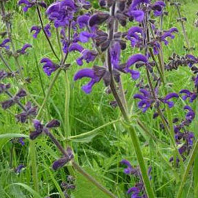 Sauge des prés - Salvia pratensis