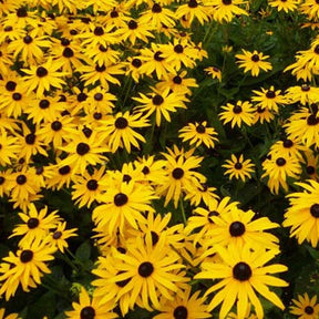 3 Rudbeckia Goldsturm - Rudbeckia fulgida goldsturm - Fleurs vivaces