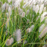 Herbe aux écouvillons viridescens - Pennisetum - Pennisetum alopecuroides f. viridescens - Graminées