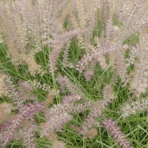 Herbe aux écouvillons d'Orient Flamingo - Pennisetum - Pennisetum orientale flamingo - Plantes