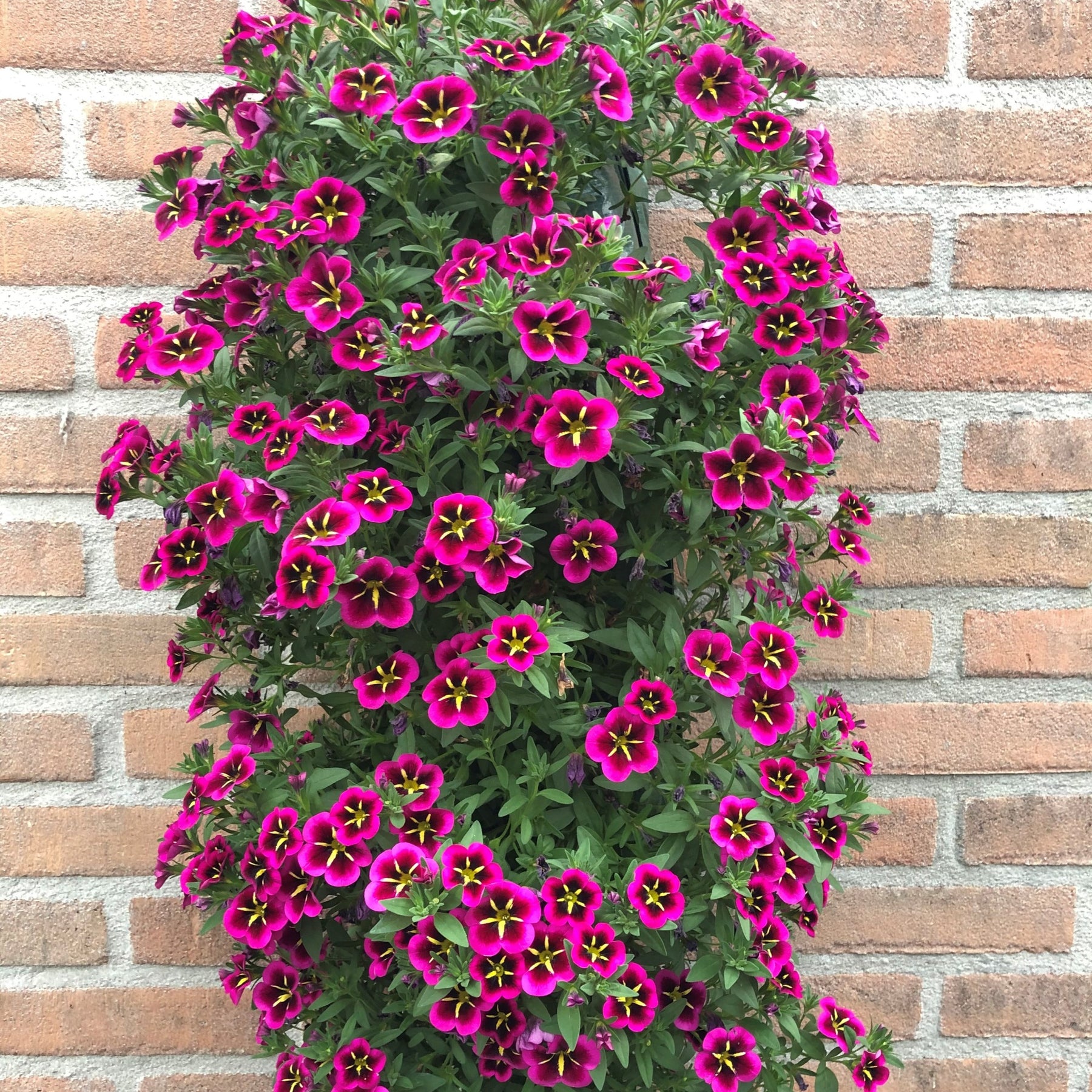 3 Mini-pétunias good night kiss - Calibrachoa cabaret® 'good night kiss' - Plantes annuelles