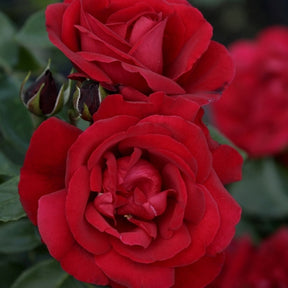 Rosier Shalom® - Rosa shalom® - Plantes