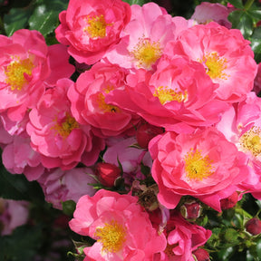 Rosier Aromikeh Hotline® - Rosa aromikeh hotline® - Plantes