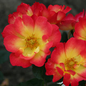 Rosier Summer of Love® - Rosa Summer of Love® - Plantes