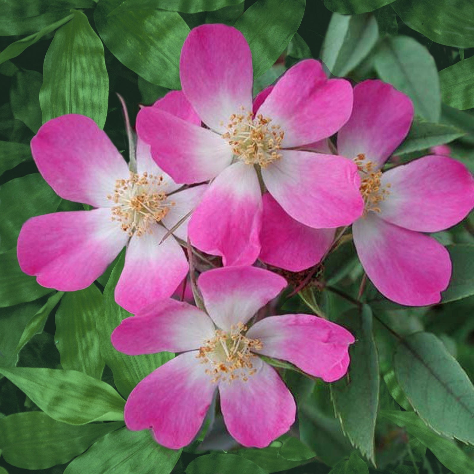 Rosier Glauca - Rosa glauca - Plantes