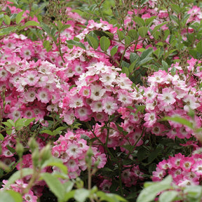 Rosier Ballerina - Rosa ballerina - Plantes