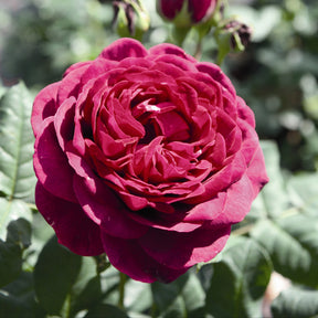 Rosier  Astrid Gräfin von Hardenberg ® - Rosa astrid gräfin von hardenberg ® - Plantes