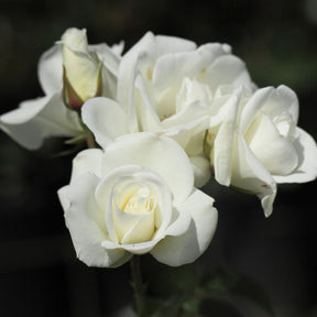 Rosier Iceberg® Rosier Fée des neiges - Rosa iceberg®, rosa fée des neiges, rosa Schneewittchen - Plantes