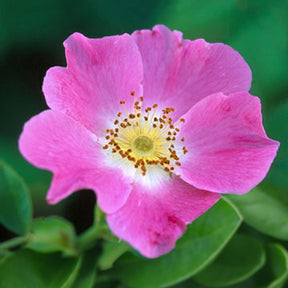 Rosier des chiens - Eglantier - Rosa canina - Plantes